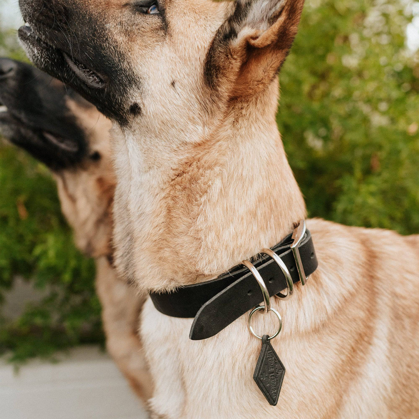 Leather Dog Collar - Classic - Lifetime Leather Co