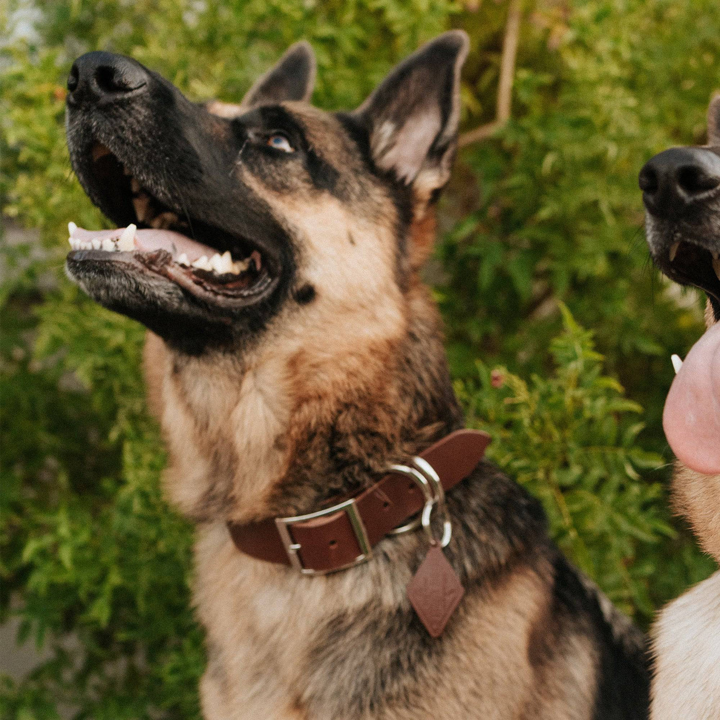 Leather Dog Collar - Classic - Lifetime Leather Co