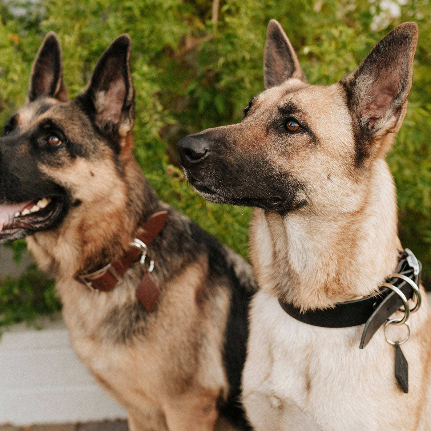 Leather Dog Collar - Classic - Lifetime Leather Co